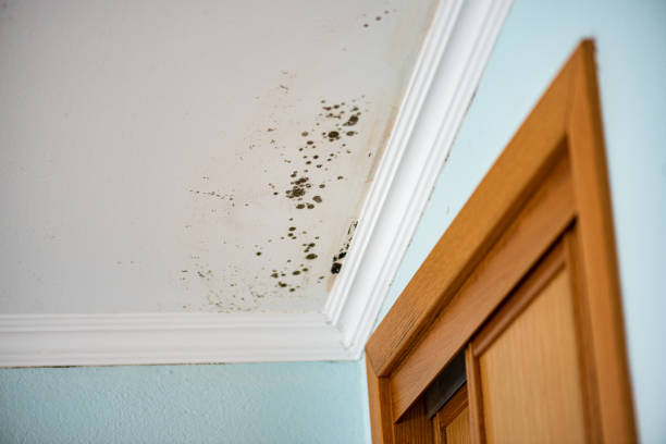 Best Certified Mold Removal  in Riverside, AL