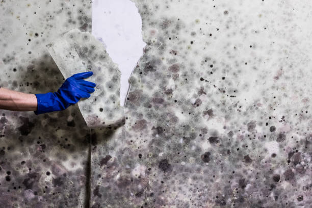 Best Commercial Mold Removal  in Riverside, AL