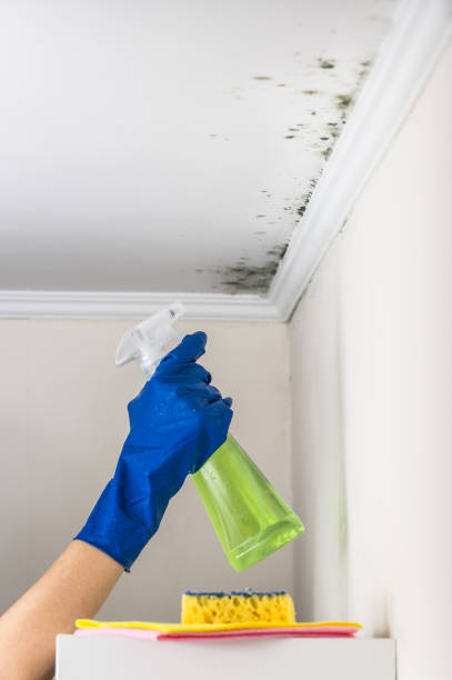 Best Mold Remediation Experts  in Riverside, AL